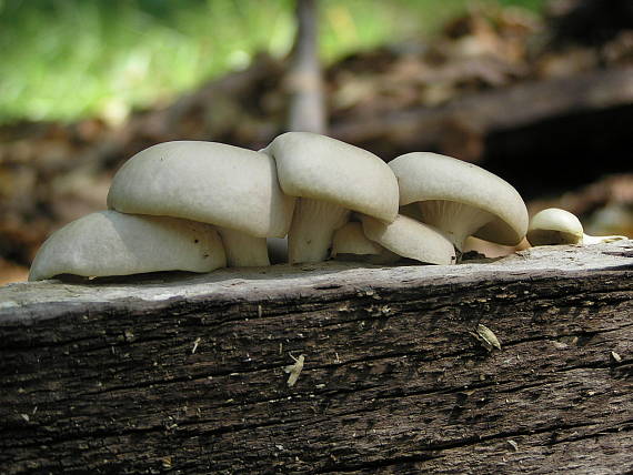 hliva buková Pleurotus pulmonarius (Fr.) Quél.