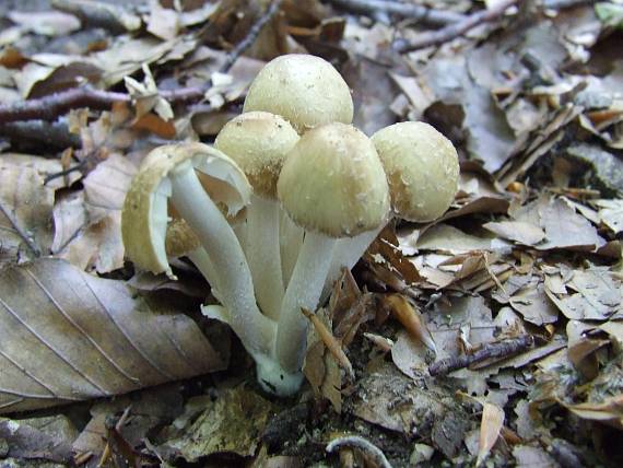 drobuľka Psathyrella sp.