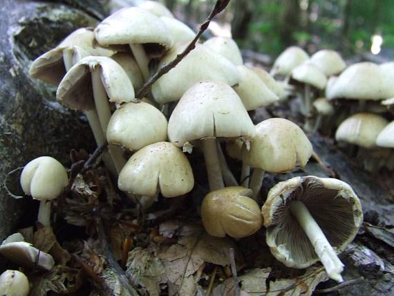 drobuľka Psathyrella sp.