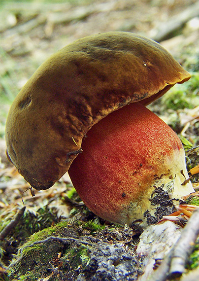 hríb zrnitohlúbikový Sutorius luridiformis (Rostk.) G. Wu & Zhu L. Yang