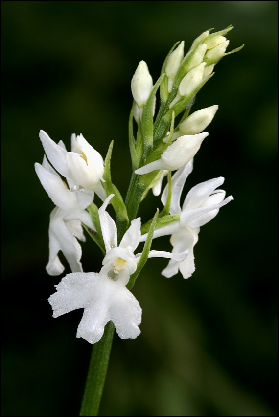 dactylorhiza