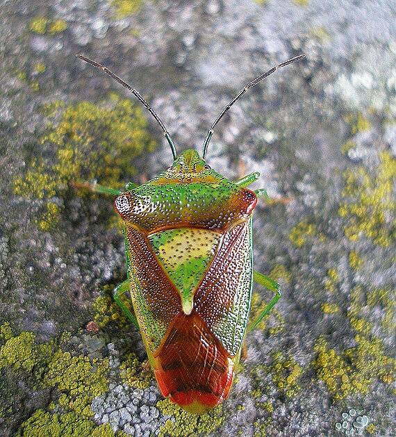 bzdocha stromová Acanthosoma haemorrhoidalis