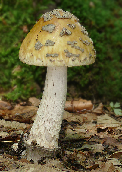 muchotrávka chrastavá Amanita ceciliae (Berk. & Broome) Bas