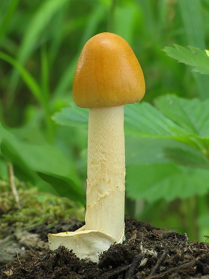 muchotrávka oranžová Amanita crocea (Quél.) Singer