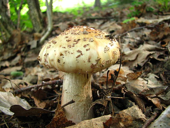 muchotrávka červenkastá Amanita rubescens Pers.