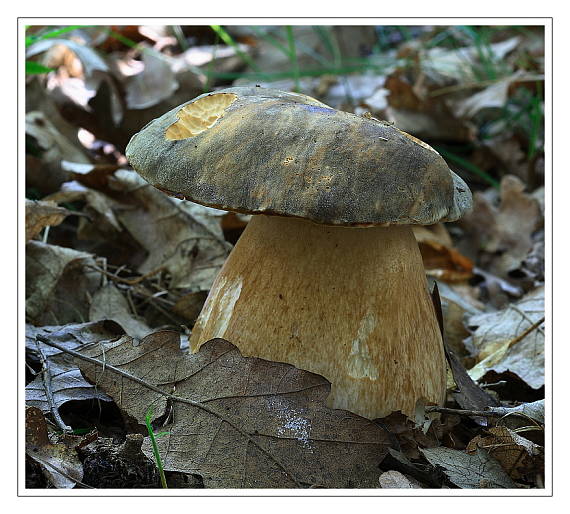 hríb bronzový Boletus aereus Bull. ex Fr.