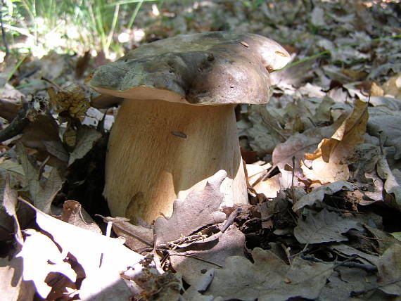 hríb bronzový Boletus aereus Bull. ex Fr.