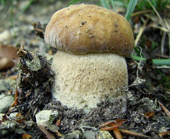 hríb dubový Boletus reticulatus Schaeff.