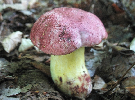 hríb kráľovský Butyriboletus regius (Krombh.) D. Arora & J.L. Frank