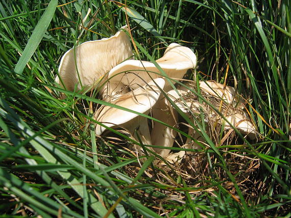 čírovnica májová Calocybe gambosa (Fr.) Donk