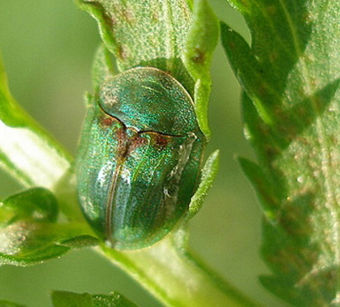 štítnatec Cassida sp. (Chrysomelidae)