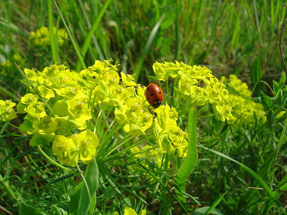 lienka sedembodková Coccinella septempunctata (Coccinellidae).