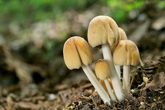 hnojník ligotavý Coprinellus micaceus (Bull.) Vilgalys, Hopple & Jacq. Johnson