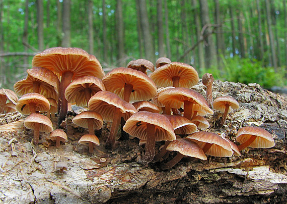 špička smradľavá Gymnopus foetidus (Sowerby) J.L. Mata & R.H. Petersen