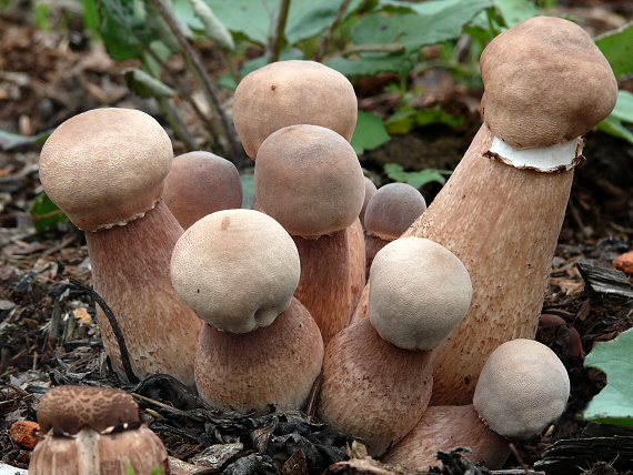 bedľovec Bresadolov Leucoagaricus americanus (Peck) Vellinga