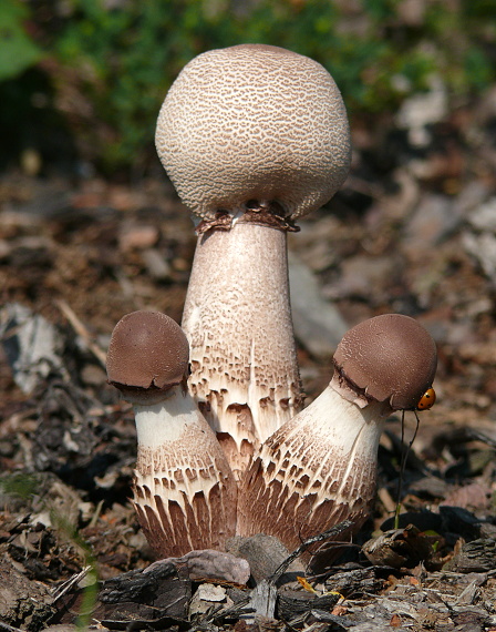 bedľovec Bresadolov Leucoagaricus americanus (Peck) Vellinga