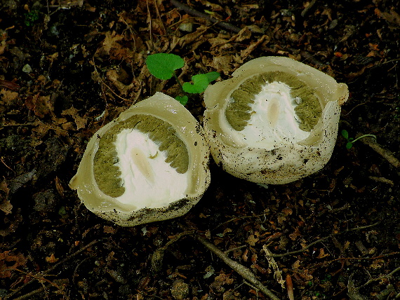 hadovka smradľavá Phallus impudicus L.