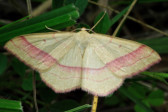 piadica prútnatcová Rhodostrophia vibicaria