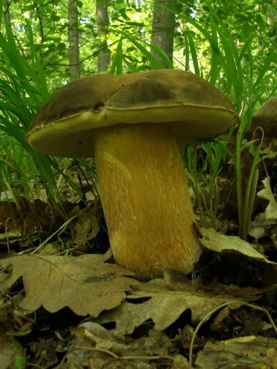 hríb bronzový Boletus aereus Bull. ex Fr.