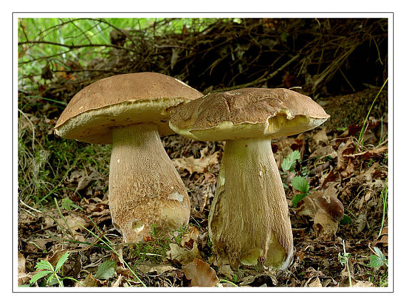 hríb dubový Boletus reticulatus Schaeff.