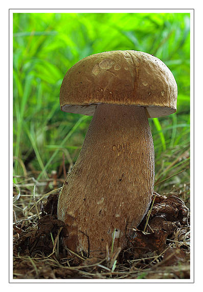 hríb dubový Boletus reticulatus Schaeff.