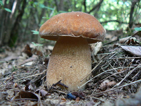 hríb dubový Boletus reticulatus Schaeff.