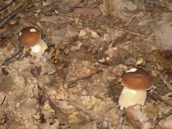 hríb dubový Boletus reticulatus Schaeff. ex Boud.