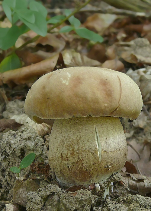 hríb dubový Boletus reticulatus Schaeff.