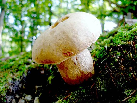 hríb dubový Boletus reticulatus Schaeff.