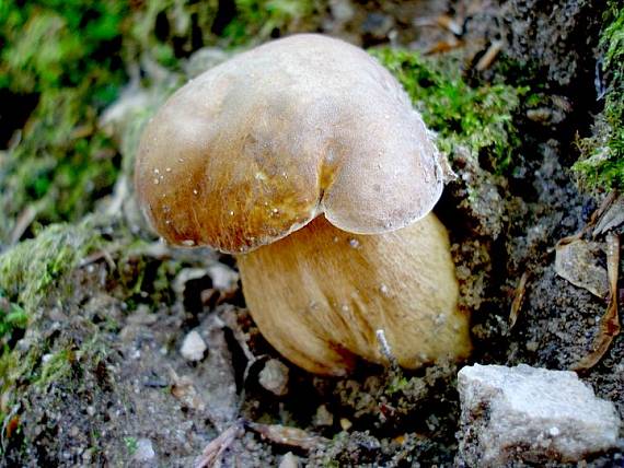 hríb dubový Boletus reticulatus Schaeff.