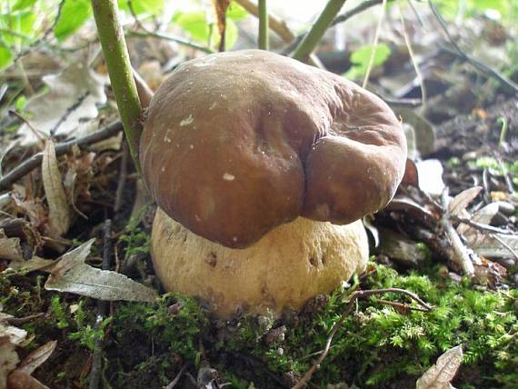 hríb dubový Boletus reticulatus Schaeff.