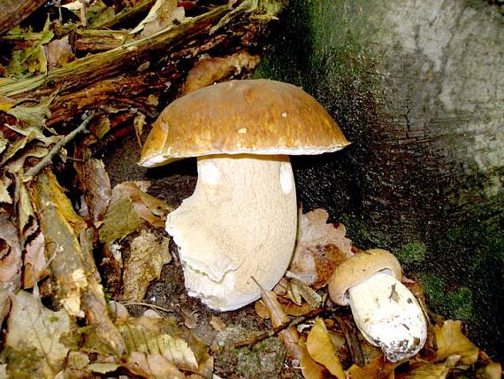 hríb dubový Boletus reticulatus Schaeff.