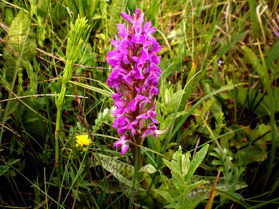 vstavačovec májový-pravý Dactylorhiza majalis subsp. majalis (Reincherb.) Hunt & Summerh.