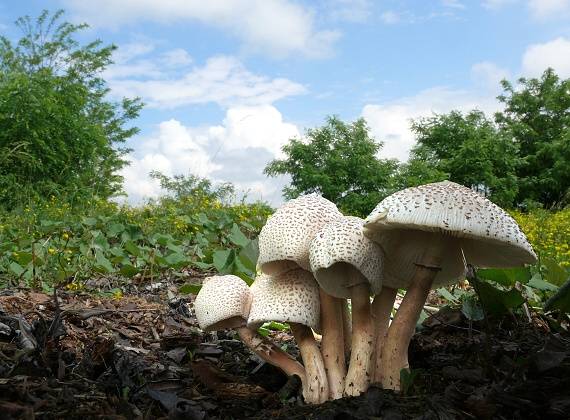 bedľovec Bresadolov? Leucoagaricus americanus? (Peck) Vellinga