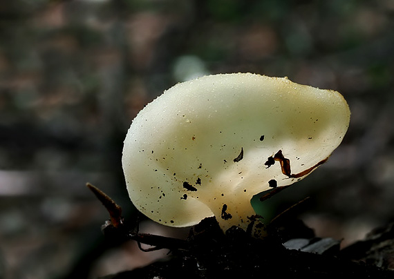 čiaška Peziza pseudovesiculosa ?