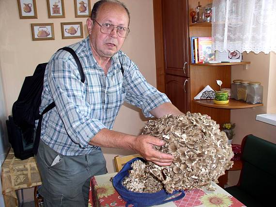 trúdnik klobúčkatý Polyporus umbellatus