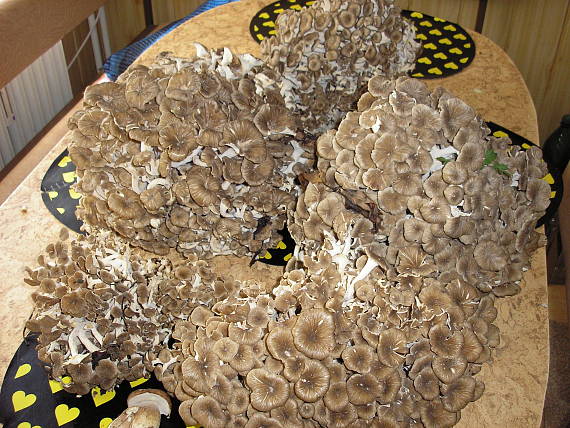 trúdnik klobúčkatý Polyporus umbellatus