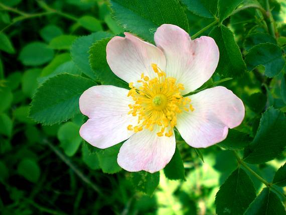 ruža šípová (šípka) kvet Rosa canina L.