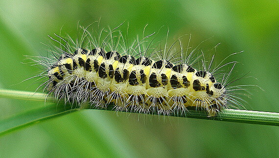 vretienka obyčajná Zygaena filipendulae