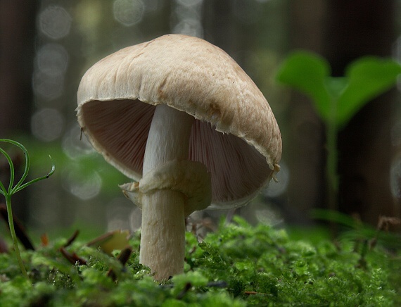 pečiarka Agaricus sp.