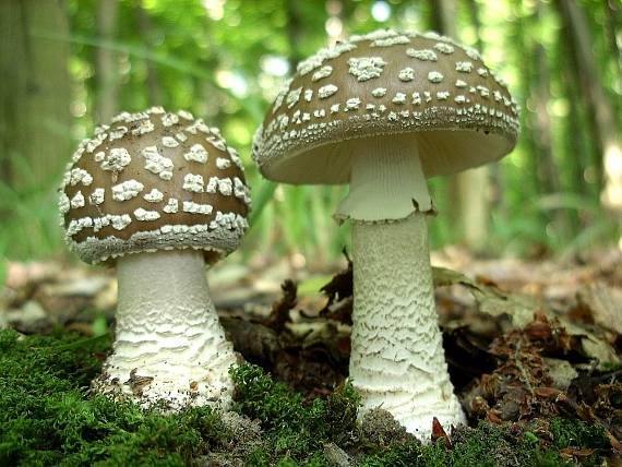 muchotrávka hrubá Amanita excelsa (Fr.) Bertill.