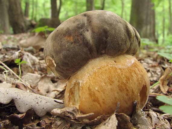 hríb bronzový Boletus aereus Bull. ex Fr.