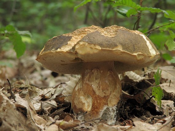 hríb bronzový Boletus aereus Bull. ex Fr.