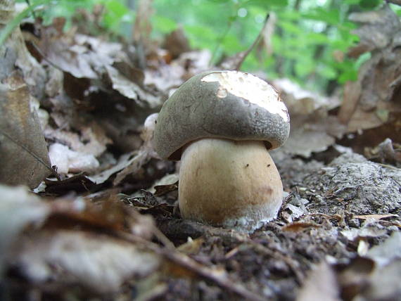 hríb bronzový Boletus aereus Bull. ex Fr.