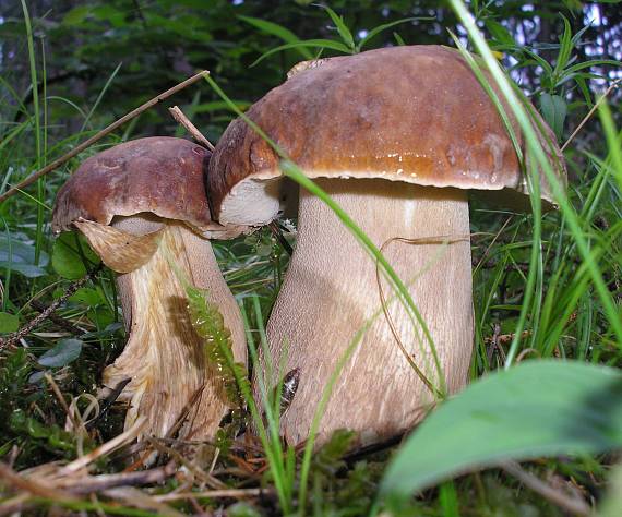 hríb smrekový Boletus edulis Bull.