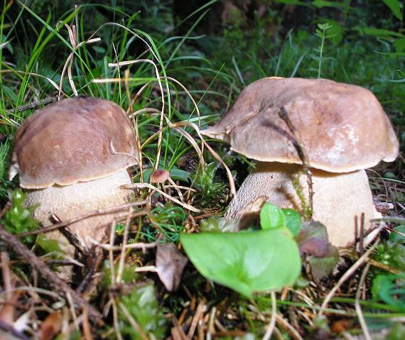 hríb smrekový Boletus edulis Bull.