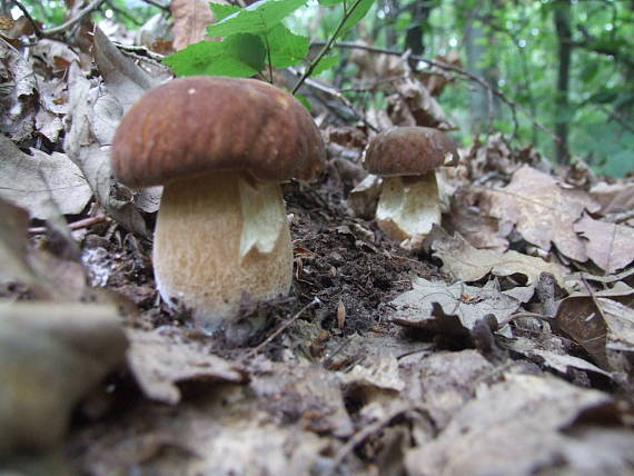 hríb dubový Boletus reticulatus Schaeff.