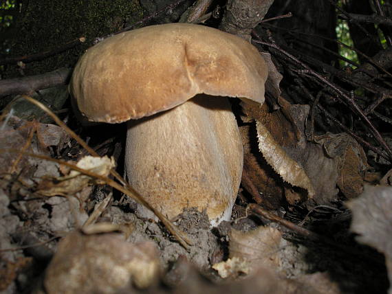 hríb dubový Boletus reticulatus Schaeff.