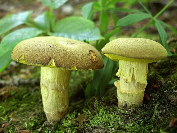 suchohríb plstnatý Boletus subtomentosus L.