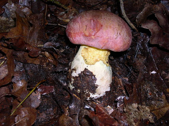 hríb kráľovský Butyriboletus regius (Krombh.) D. Arora & J.L. Frank